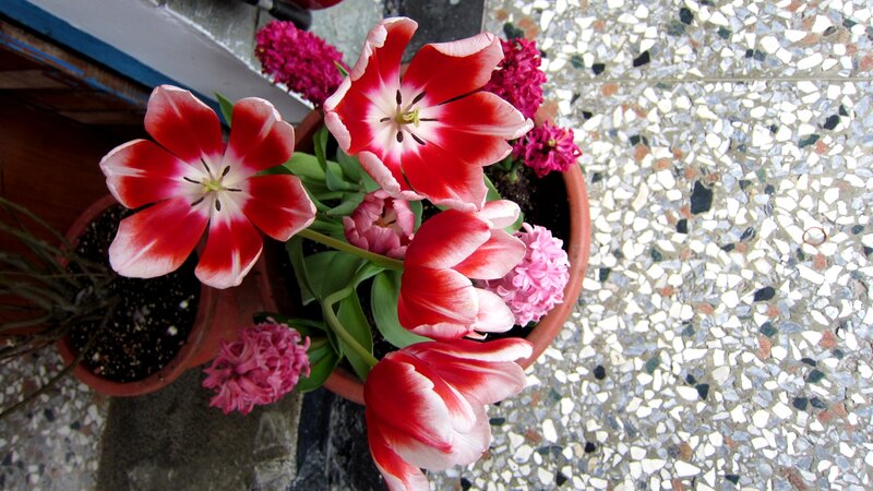 Red and White Tulips — Calm, Spring, Photograph, Potted Plants