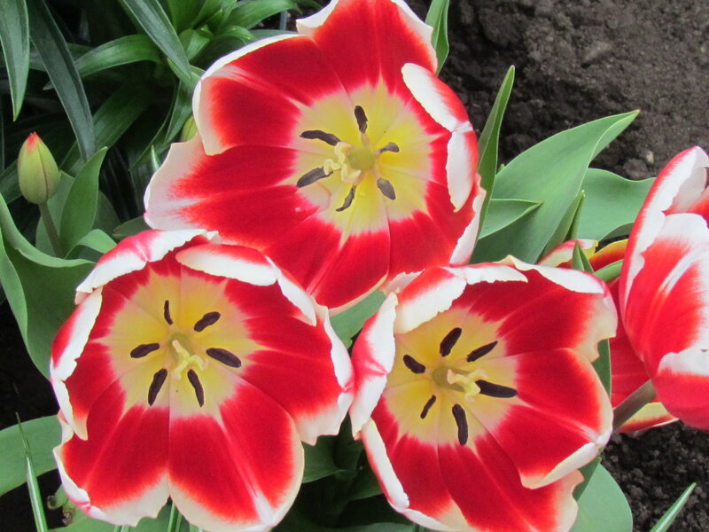 Red and White Tulips — Calm, Spring, Photograph