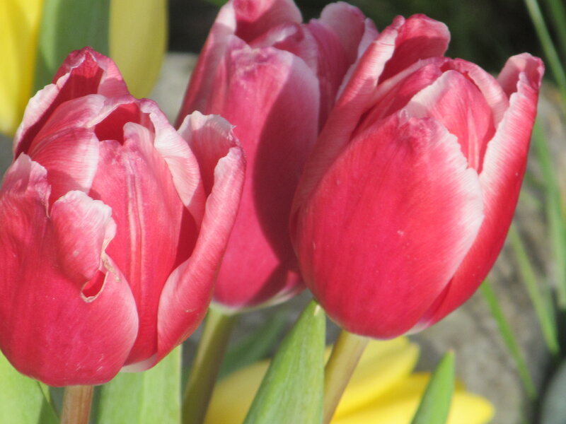 Red and White Tulips — Calm, Spring, Photograph, Yellow Flowers
