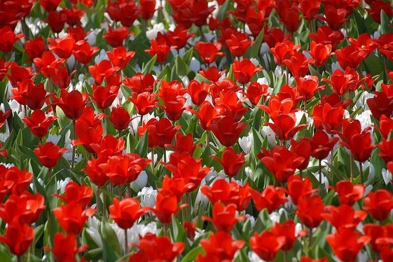 Red and White Tulips — Calm, Spring