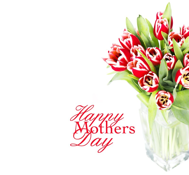 Red and White Tulips — Celebratory
