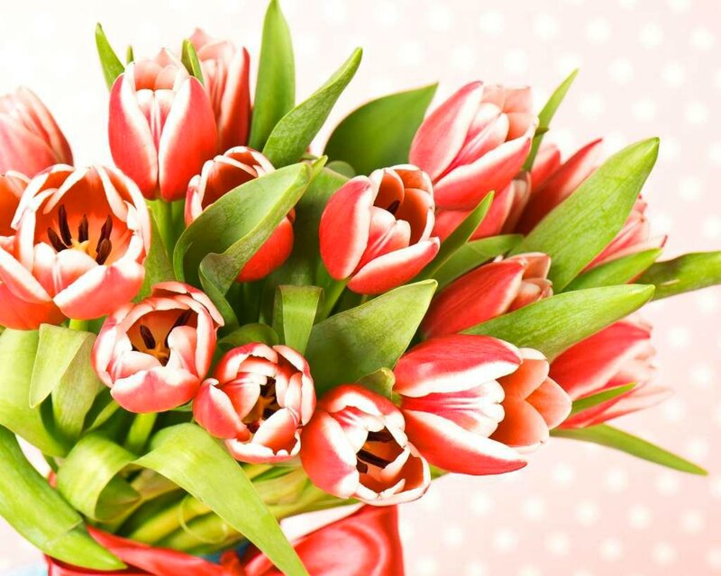 Red and White Tulips — Cheerful