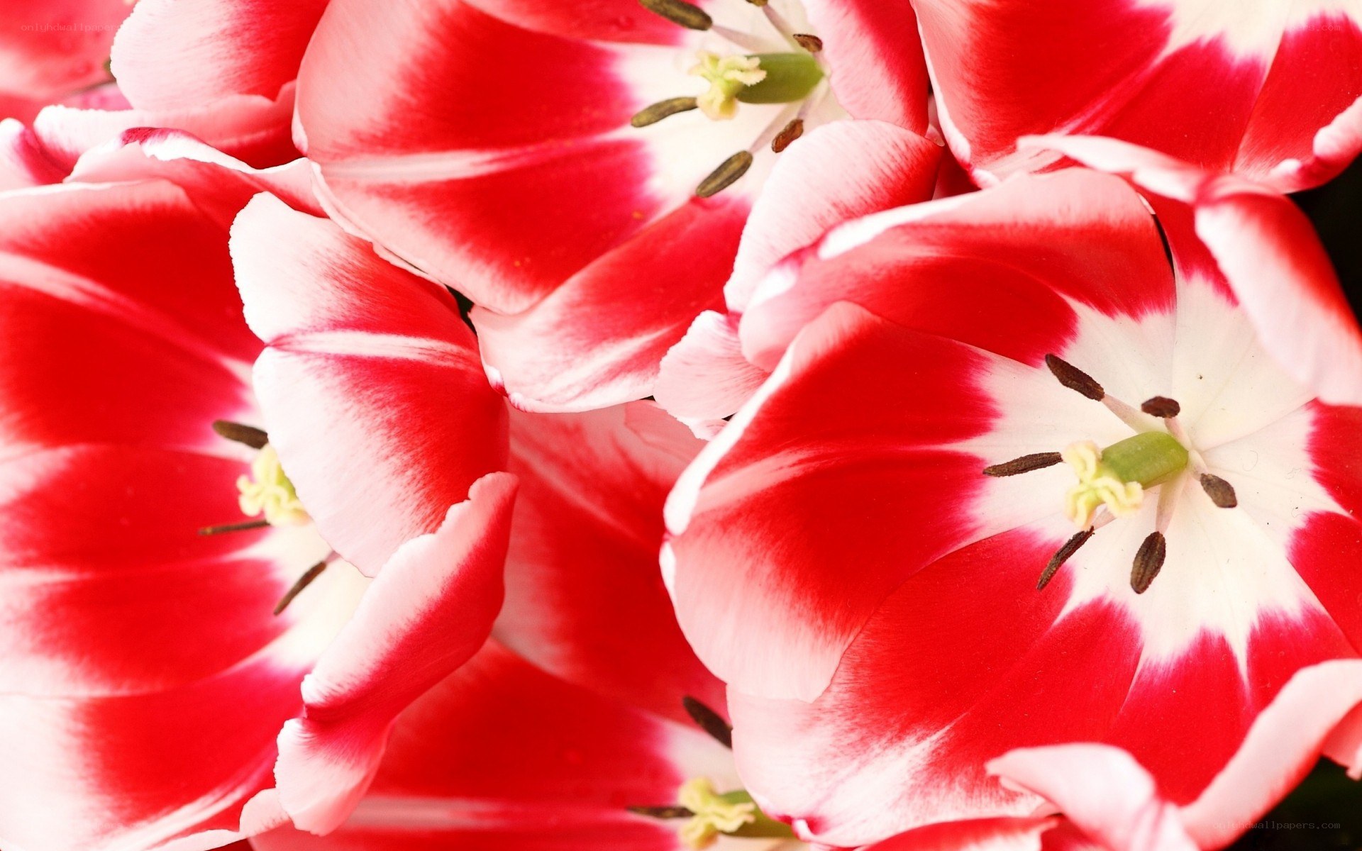 Red and white tulips close-up