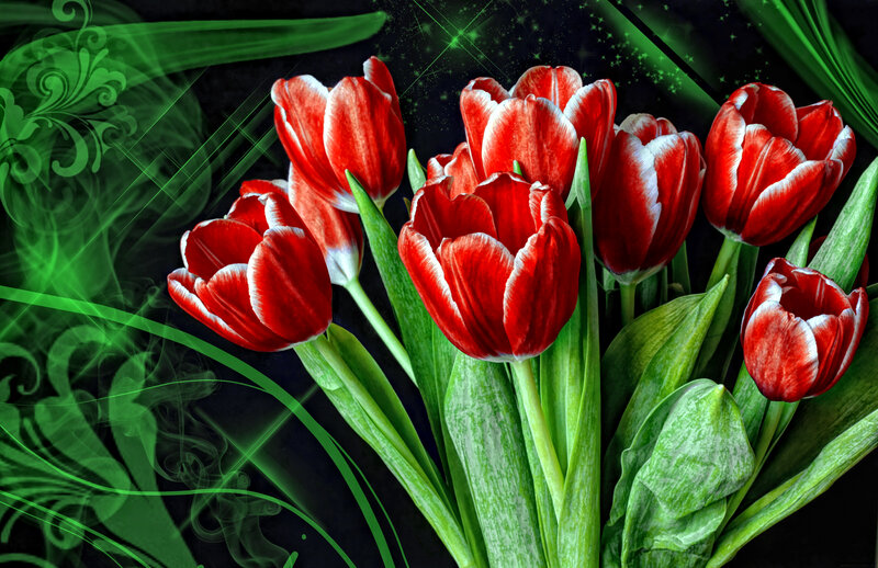 Red and White Tulips — Dramatic, Digital Art