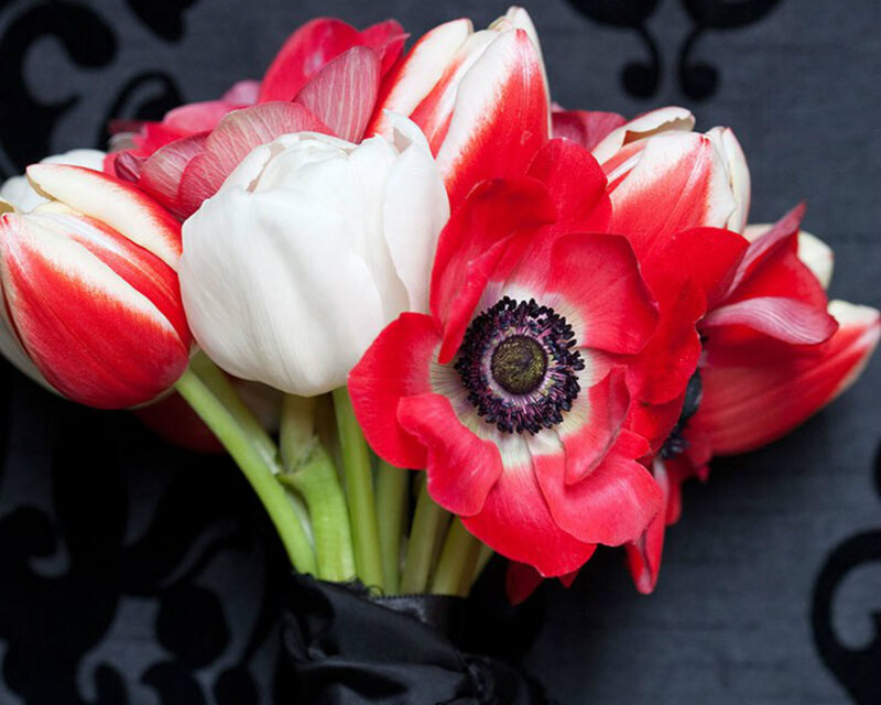 Red and White Tulips — Dramatic, Photograph, Anemone