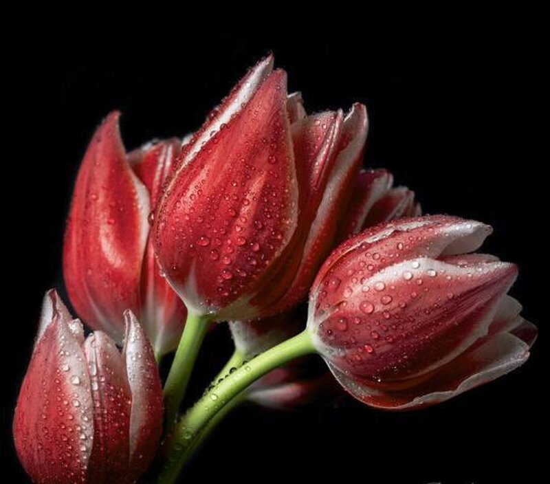 Red and White Tulips — Dramatic, Photograph, Drops