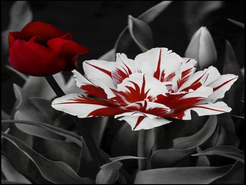 Red and White Tulips — Dramatic, Photograph, Flower, Leaf