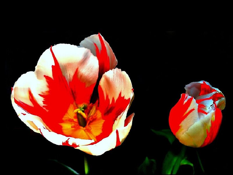 Red and White Tulips — Dramatic, Photograph, Flower