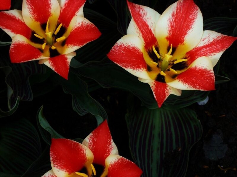 Red and White Tulips — Dramatic, Photograph, Flowers, Leaves, Green