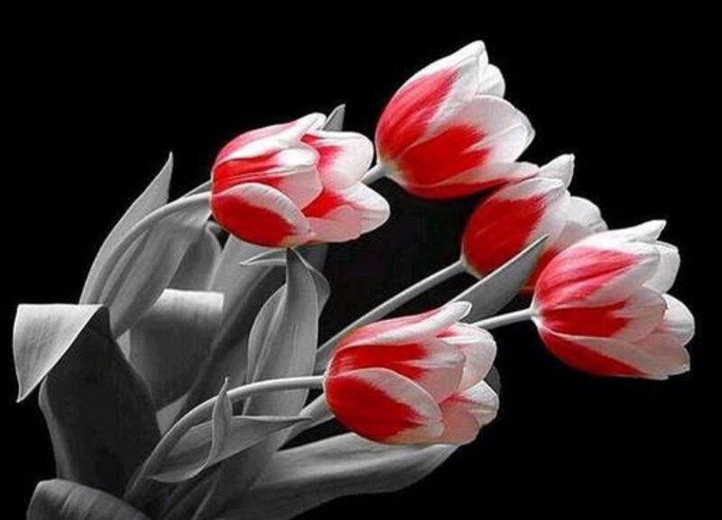 Red and White Tulips — Dramatic, Photograph, Flowers, Leaves