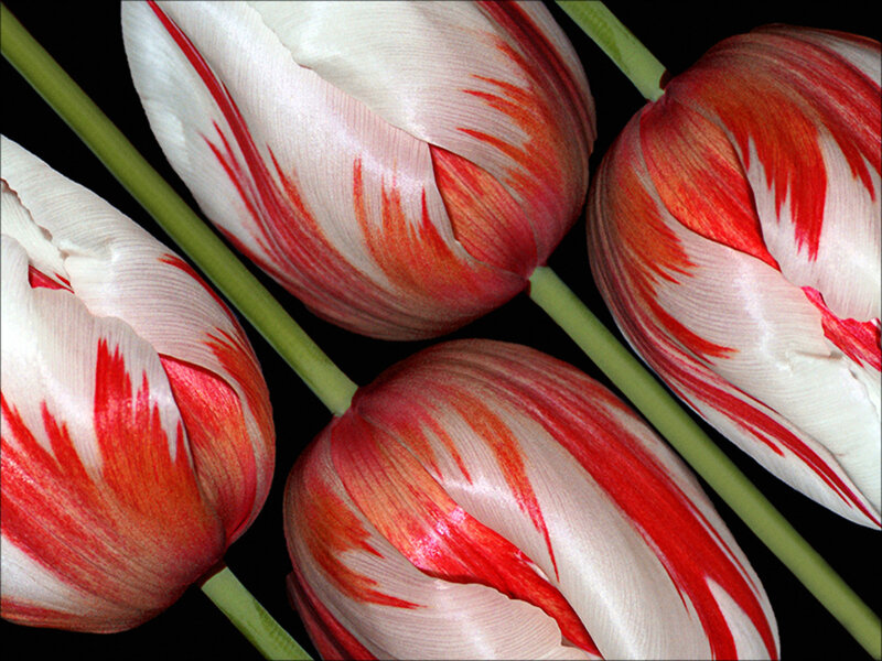 Red and White Tulips — Dramatic, Photograph, Flowers