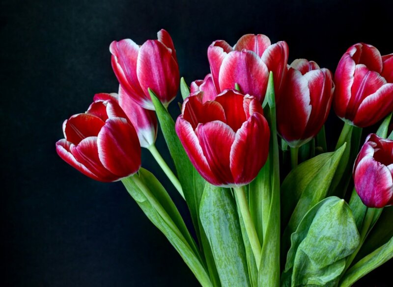 Red and White Tulips — Dramatic, Photograph, Green Leaves