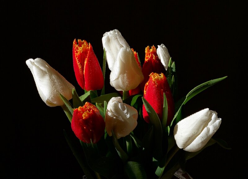 Red and White Tulips — Dramatic, Photograph
