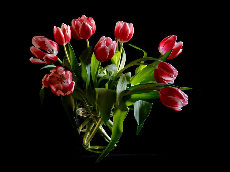 Red and White Tulips — Dramatic, Photograph, Vase