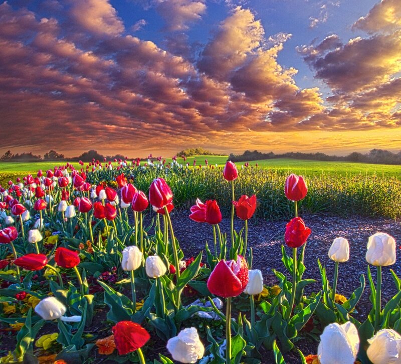 Red and White Tulips — Dramatic, Sunset