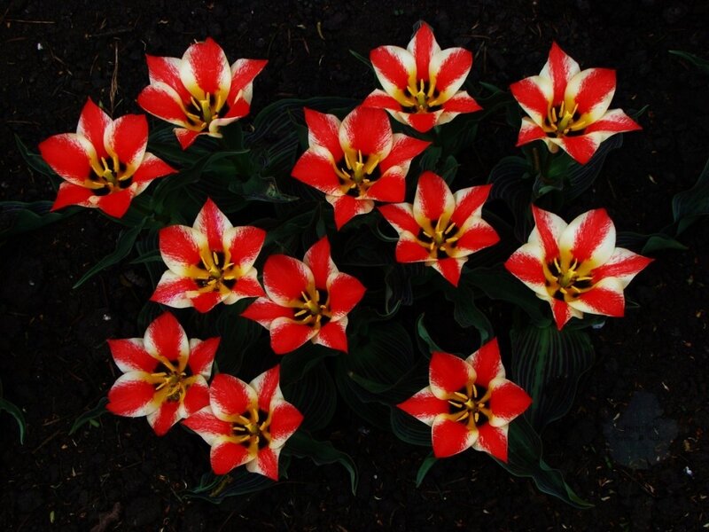 Red and White Tulips — Dramatic