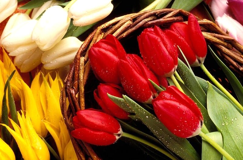 Red and White Tulips — Fresh