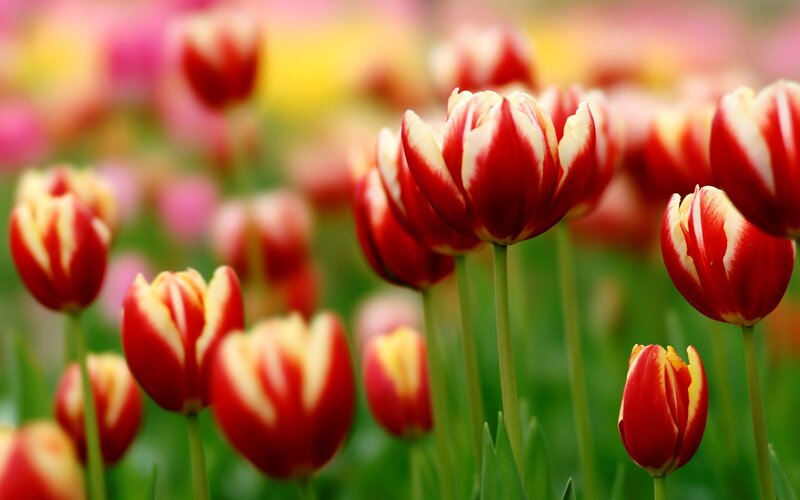 Red and white tulips in a field
