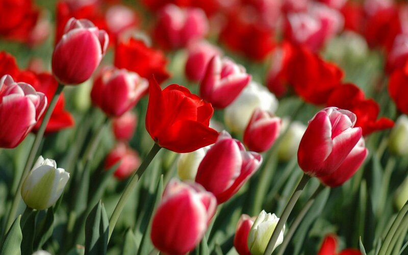 Red and white tulips in a field