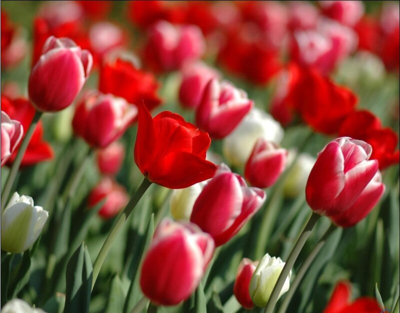 Red and white tulips in a field