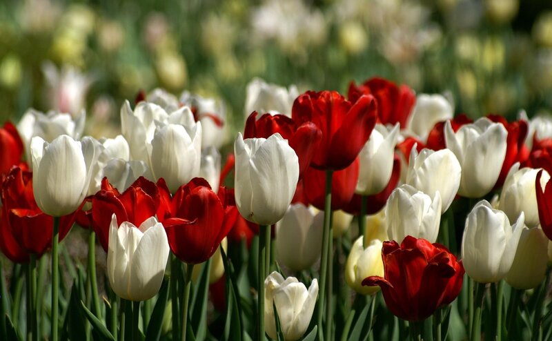 Red and white tulips in a field