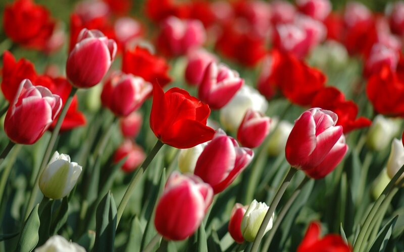 Red and white tulips in a field