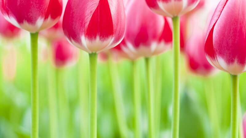 Red and white tulips in a field
