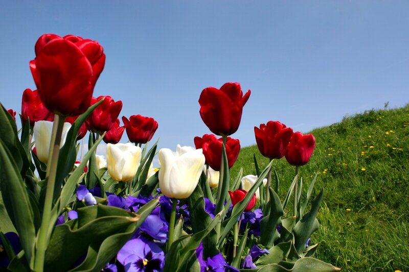 Red and white tulips in a field
