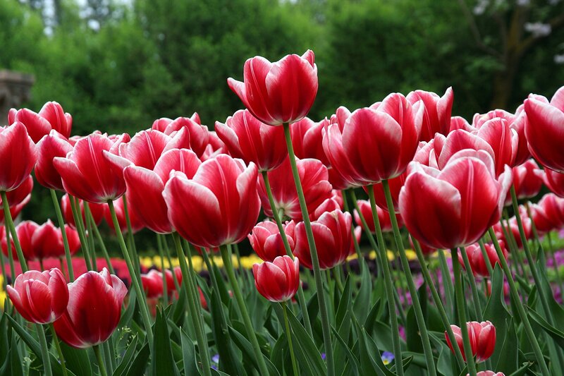 Red and white tulips in a garden