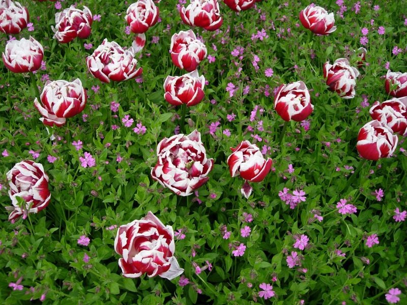red and white tulips in a garden