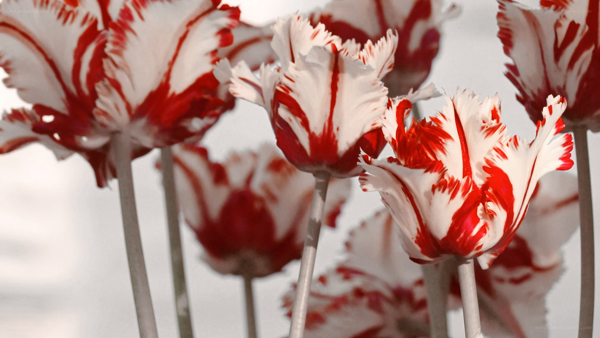 Red and white tulips in bloom