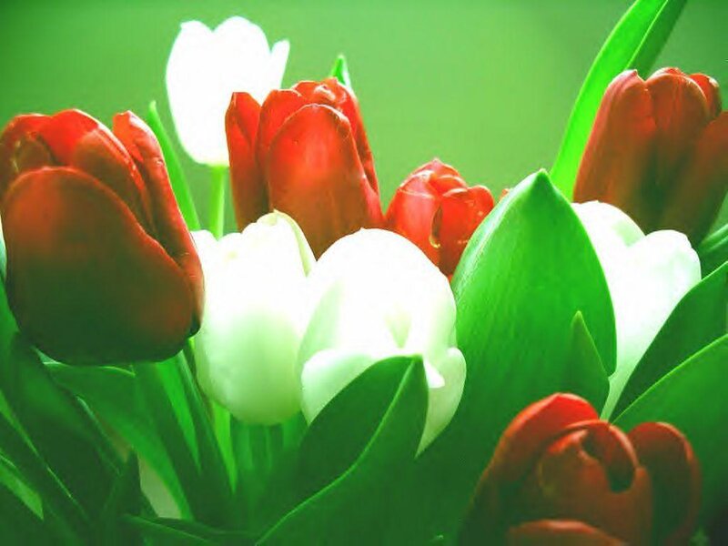 Red and white tulips in bloom