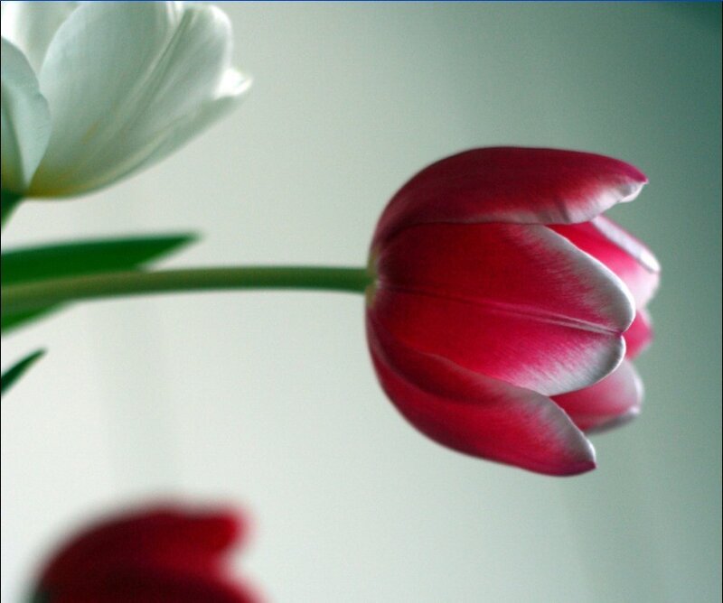 Red and white tulips in bloom