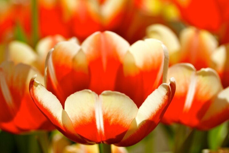 Red and white tulips in bloom