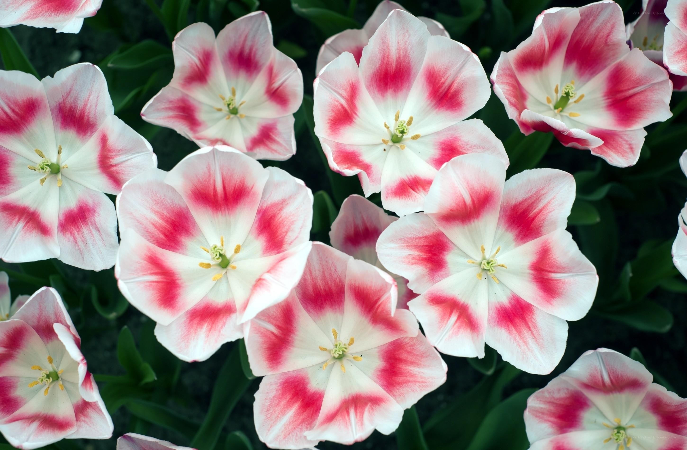 Red and white tulips in bloom
