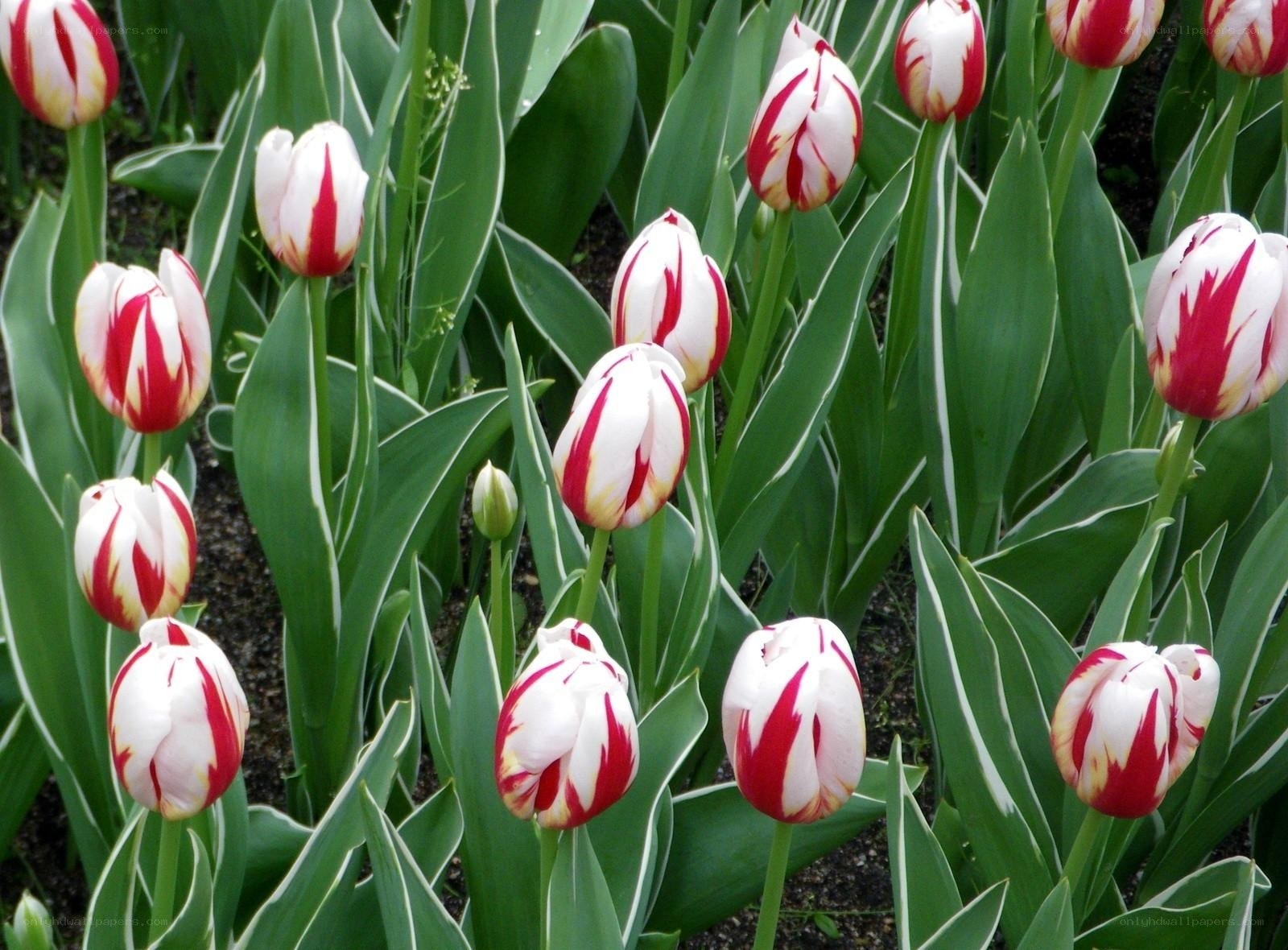Red and white tulips in garden