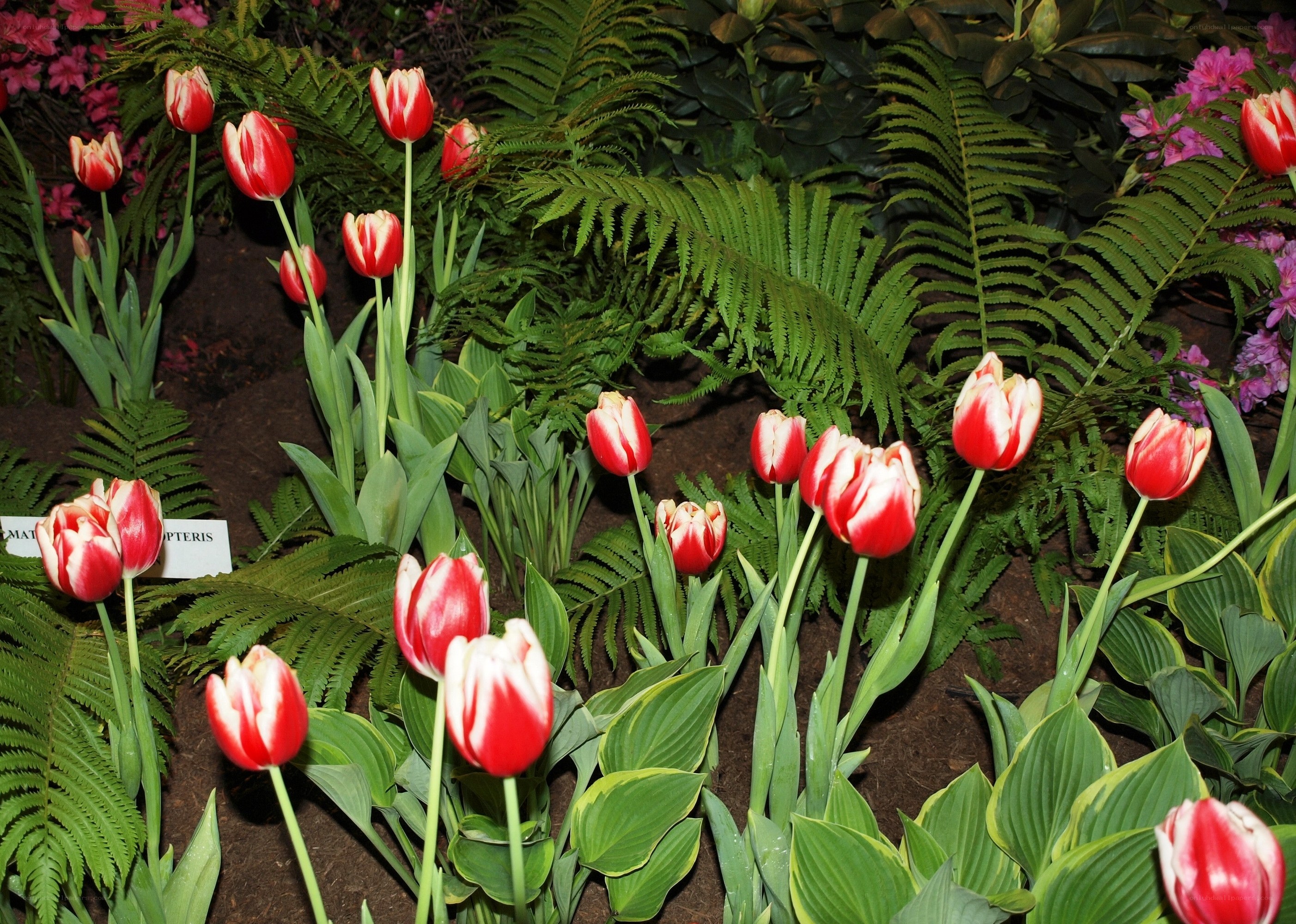 Red and white tulips in garden
