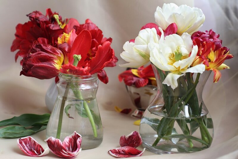 Red and white tulips in vases
