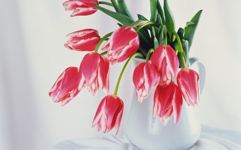 Red and White Tulips — Pink, Calm