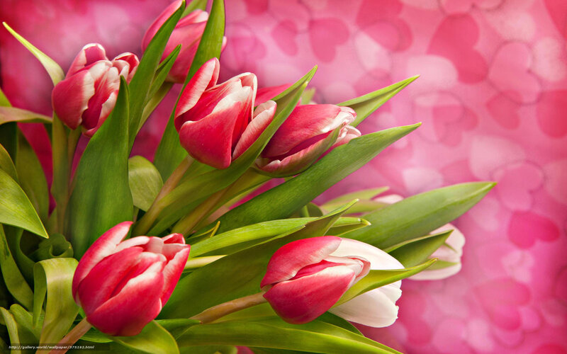 Red and White Tulips — Pink, Romantic, Spring, Photograph