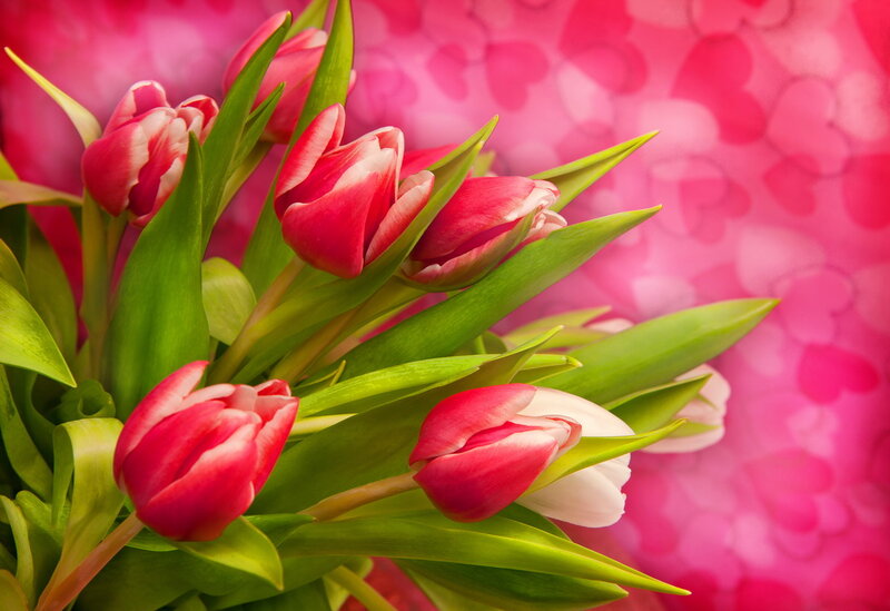 Red and White Tulips — Pink, Romantic, Spring