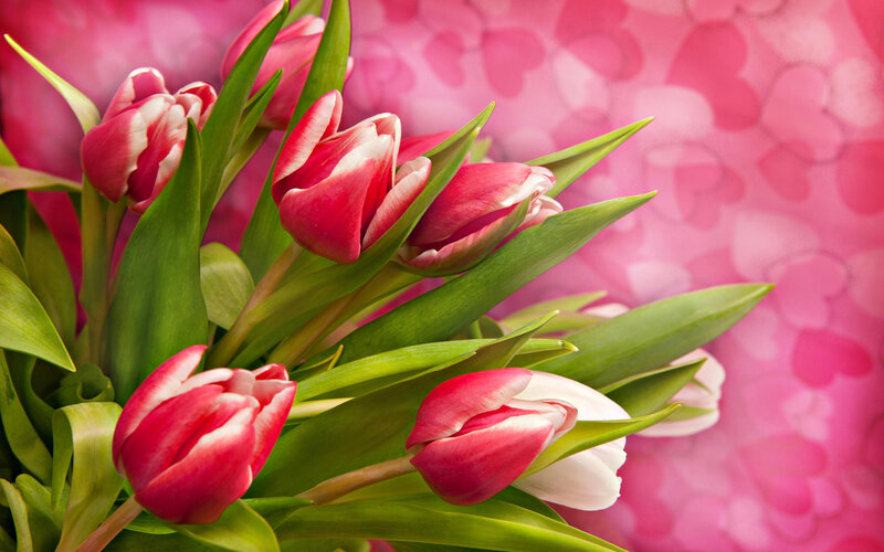 Red and White Tulips — Pink, Romantic
