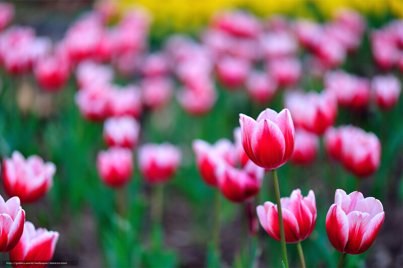 Red and White Tulips — Pink, Serene, Spring