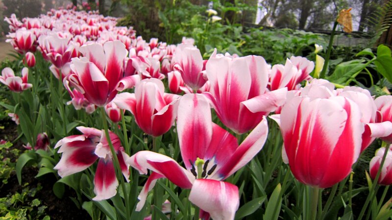Red and White Tulips — Pink, Serene