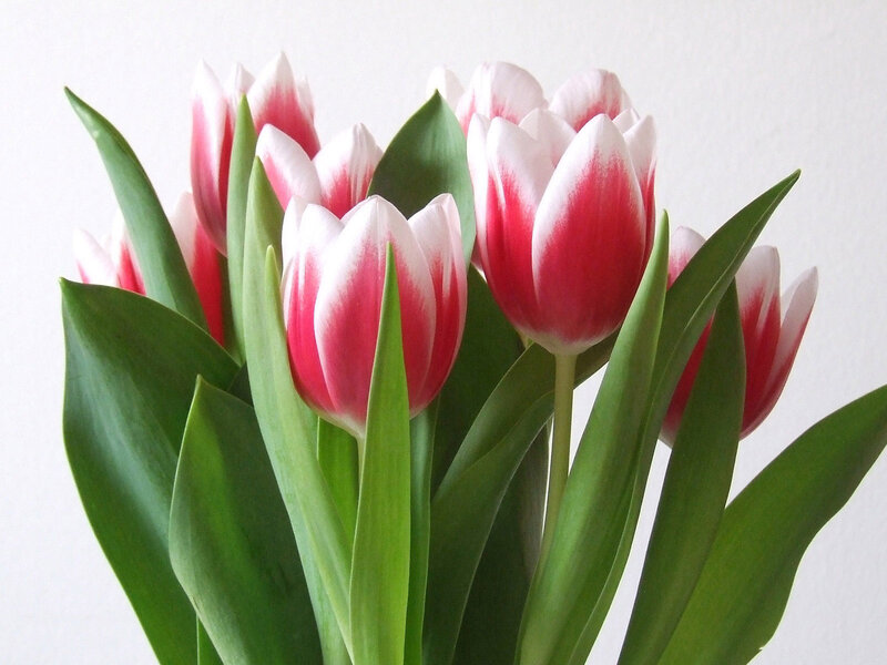 Red and White Tulips — Pink