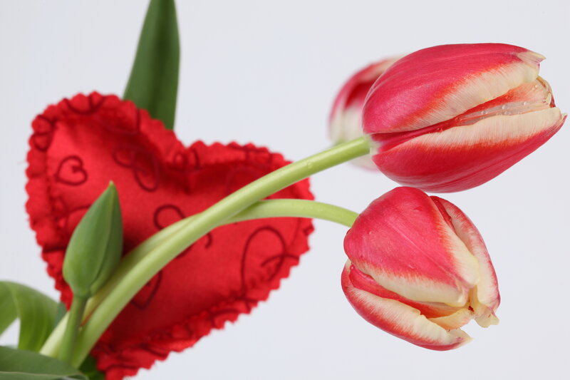 Red and White Tulips — Romantic