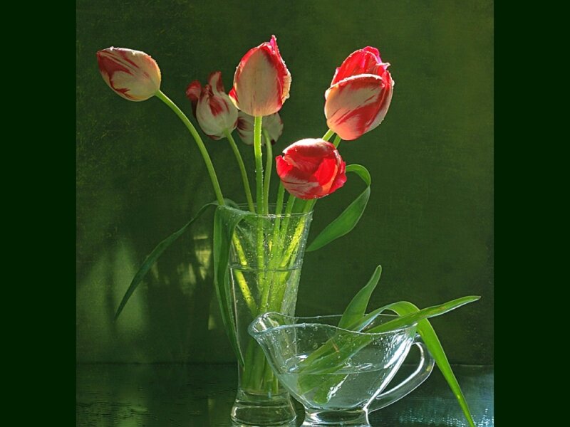 Red and White Tulips — Serene, Daytime