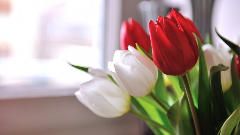 Red and White Tulips — Serene, Morning, Photograph, Flowers