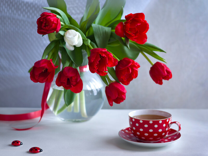 Red and White Tulips — Serene, Morning
