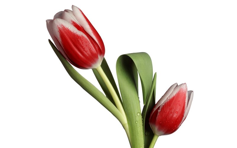 Red and White Tulips — Serene, Photograph